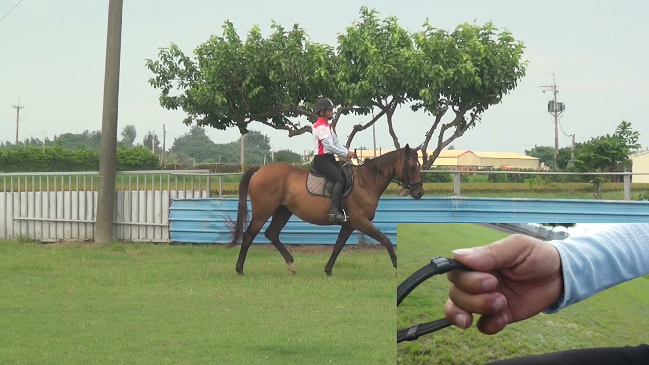 韁繩使用的技巧 Tips for using the reins