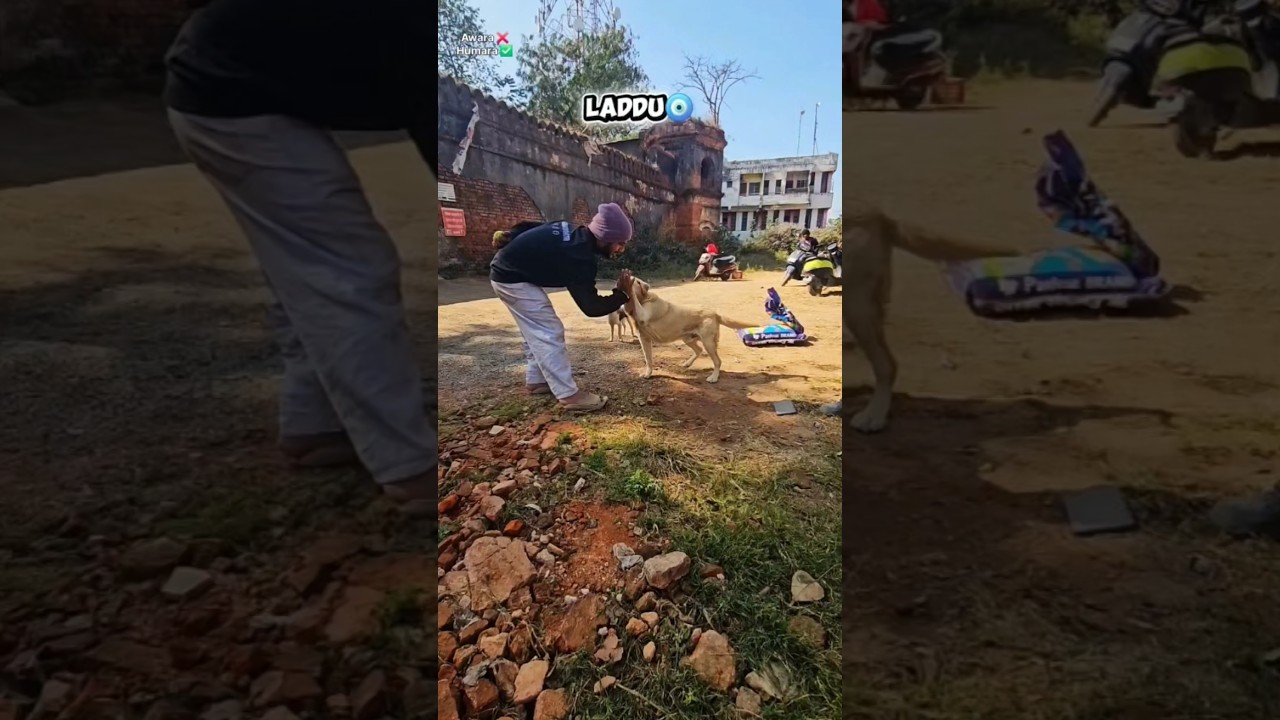 Laddu ka pyaar // time to play😍😍 