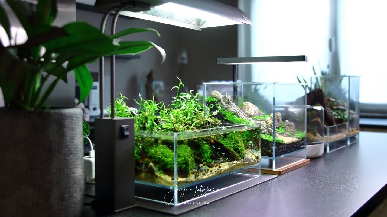 Как сделать домашний мини-пруд &mdash; DOOA Neo Glass Air 30x18x12
