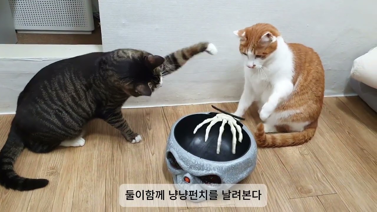 파괴력의 냥냥펀지 풀버전_Catboxing