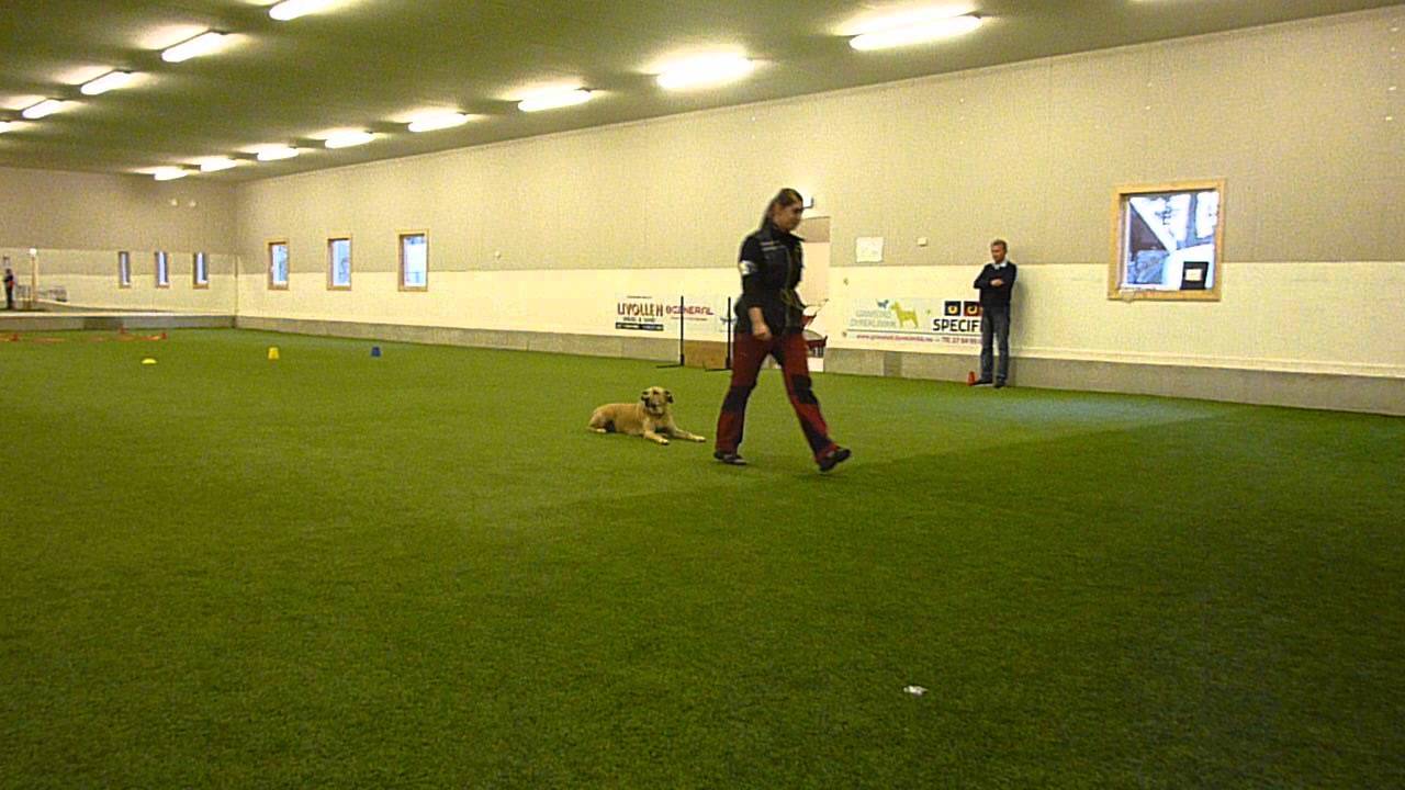 Lydighet klasse 1. Randi og Laika