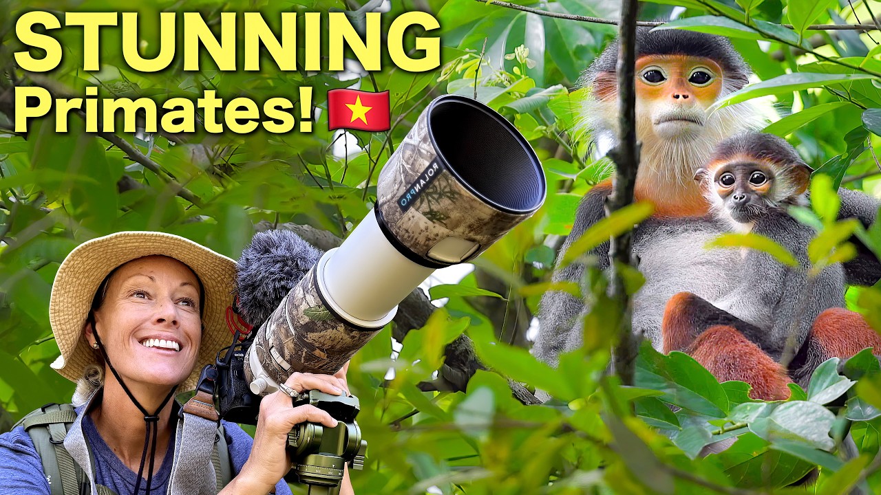 Searching for Red-shanked Douc Langurs in Vietnam: The Most STUNNING Primates!