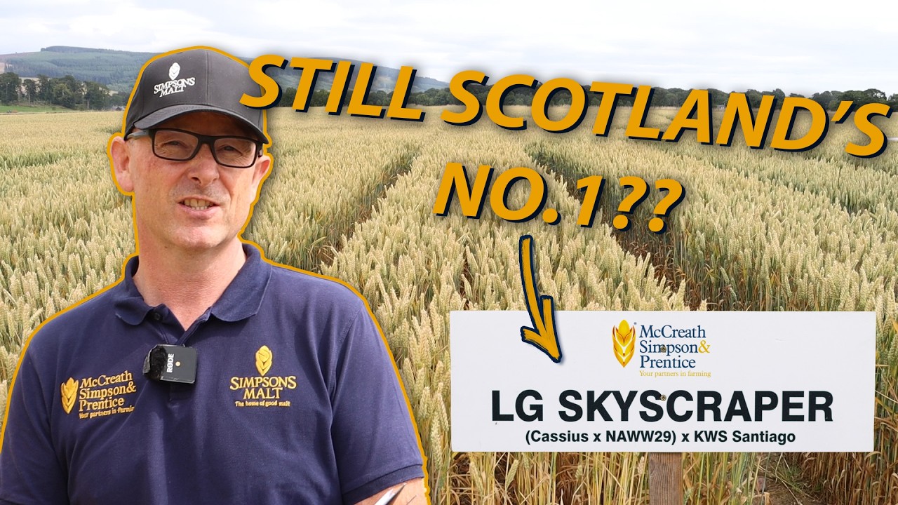 LG Skyscraper Winter Wheat Variety 2024: Scotland’s No.1 – But For How Much Longer?!