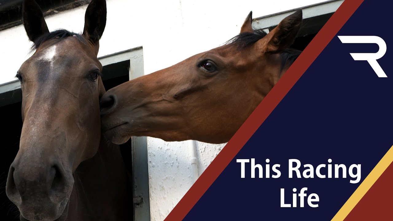 This Racing Life - Retraining Of Racehorses - Racing TV