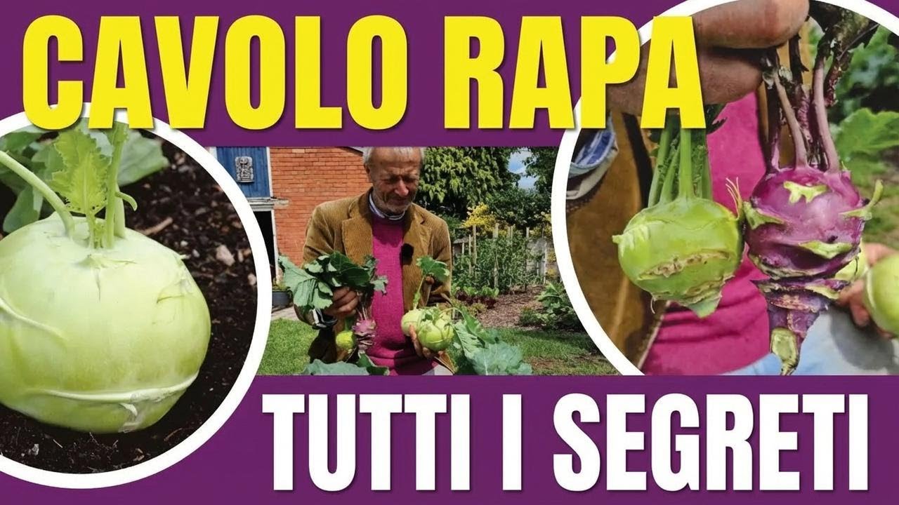 Quando e come seminare e coltivare il cavolo rapa