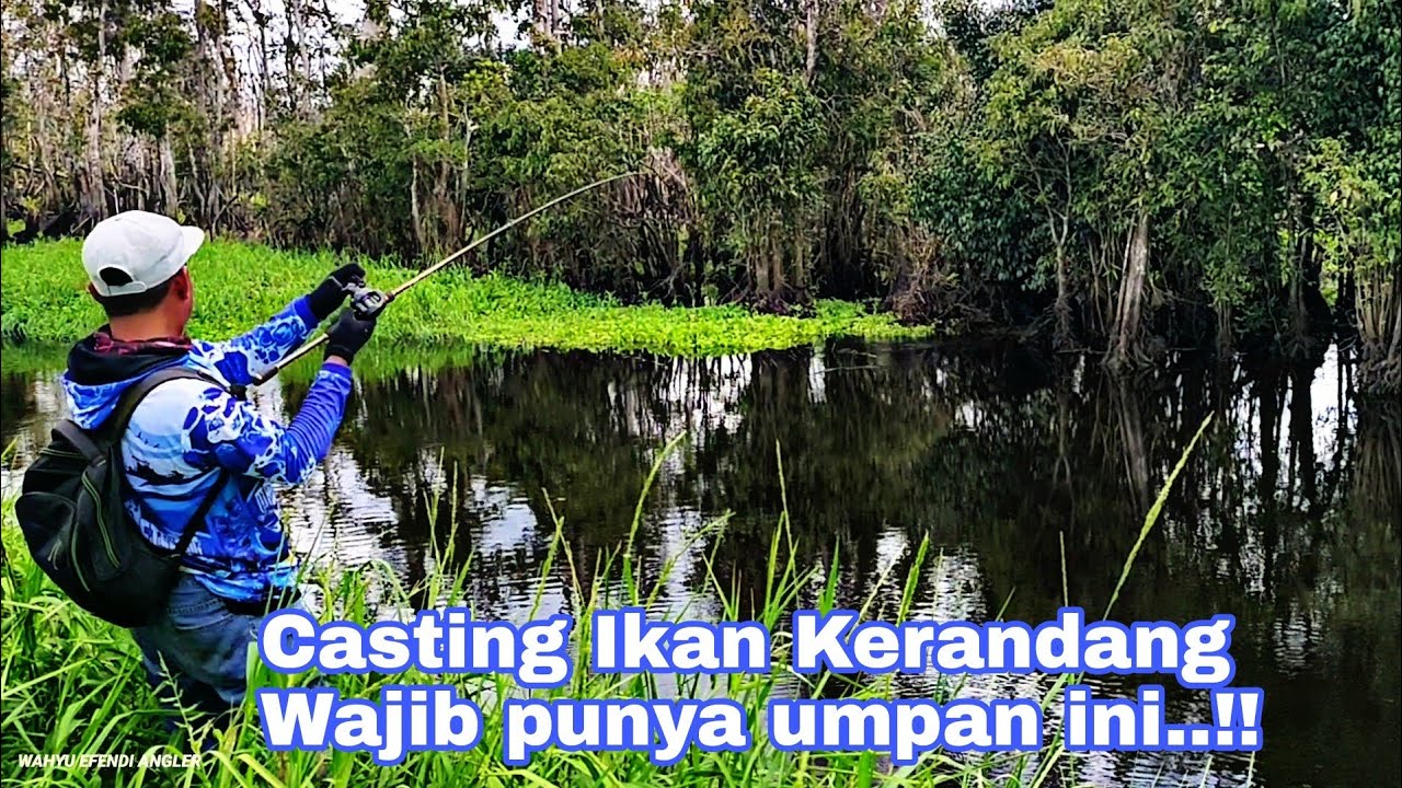 casting ikan kerandang kalimantan
