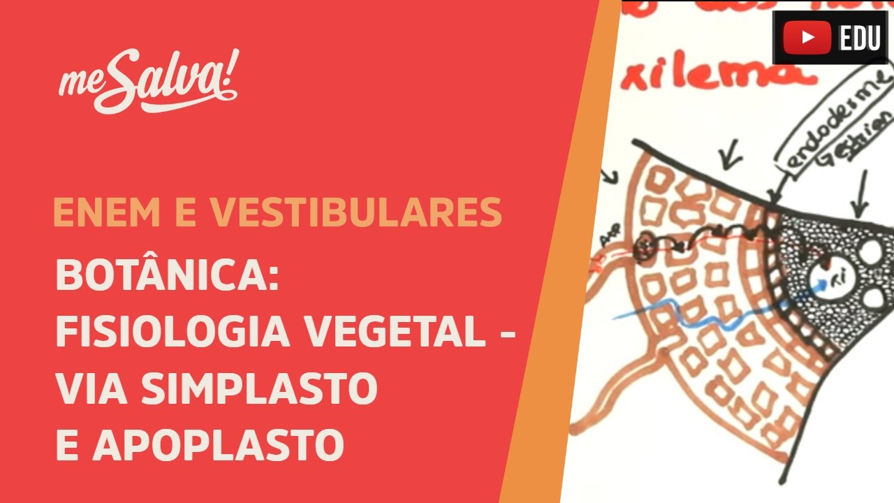 Me Salva! BOT24 - Botânica - Fisiologia vegetal: Via simplasto e apoplasto( caminho até o xilema )
