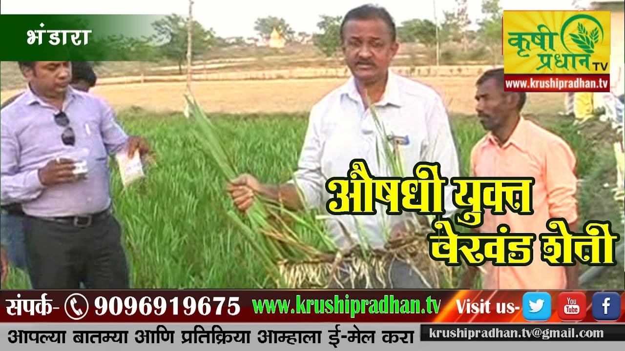 औषधी वनस्पती वेखंड शेती फायद्याची