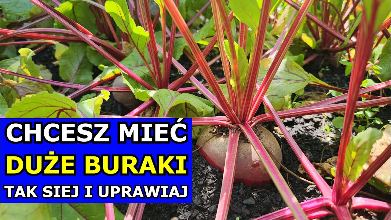 Chcesz mieć DUŻE BURAKI, tak je Uprawiaj. Jak i kiedy siać Burak ćwikłowy. Uprawa Buraków W PRAKTYCE