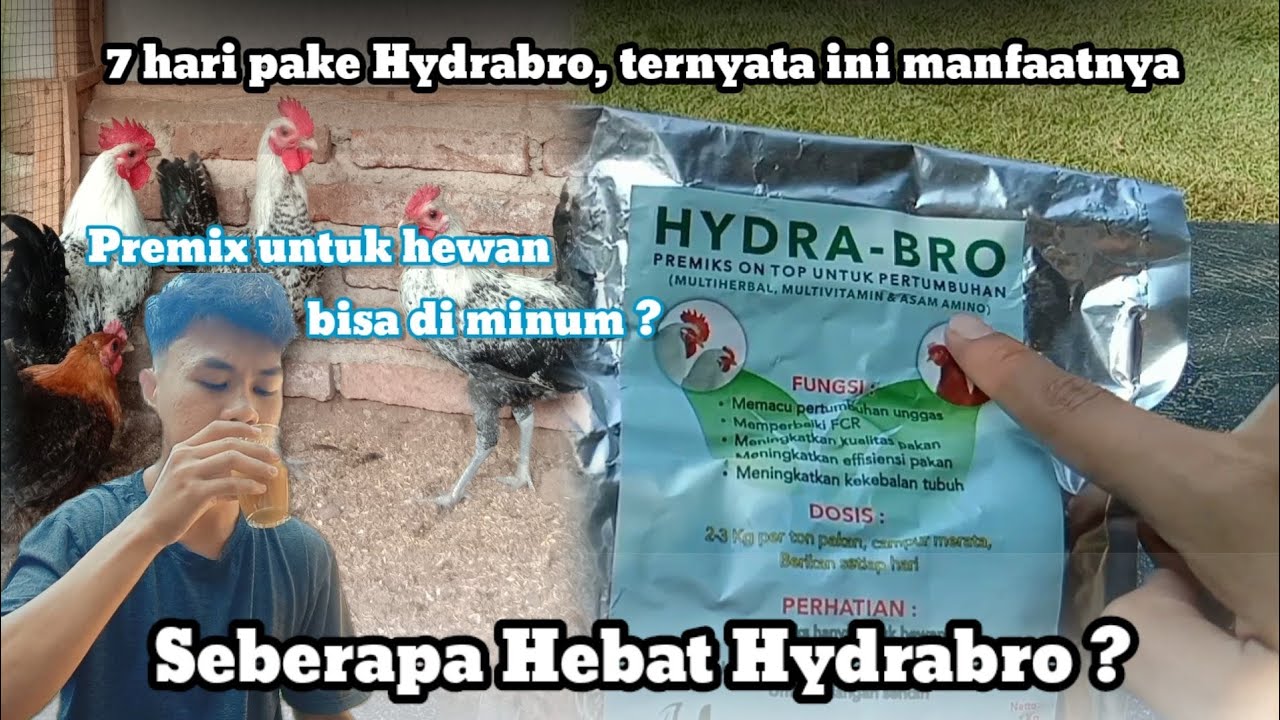 Seberapa Hebat Hydrabro ?? || Premix untuk pertumbuhan ayam bisa di minum❓