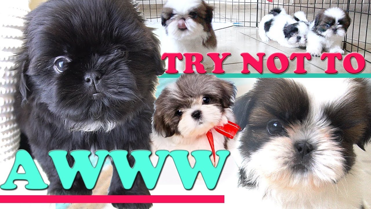 Try Not To Say Aww Challenge || Shih Tzu Puppies