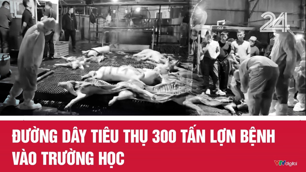Đường d&acirc;y ti&ecirc;u thụ 300 tấn lợn bệnh v&agrave;o trường học | VTV24
