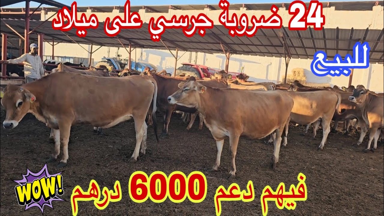الحاضر يعلم الغايب📢📢24 جرسي على ميلاد🥇إتصل 06.35.03.74.21📞ألو سي أحمد نواحي دكالة 🇲🇦