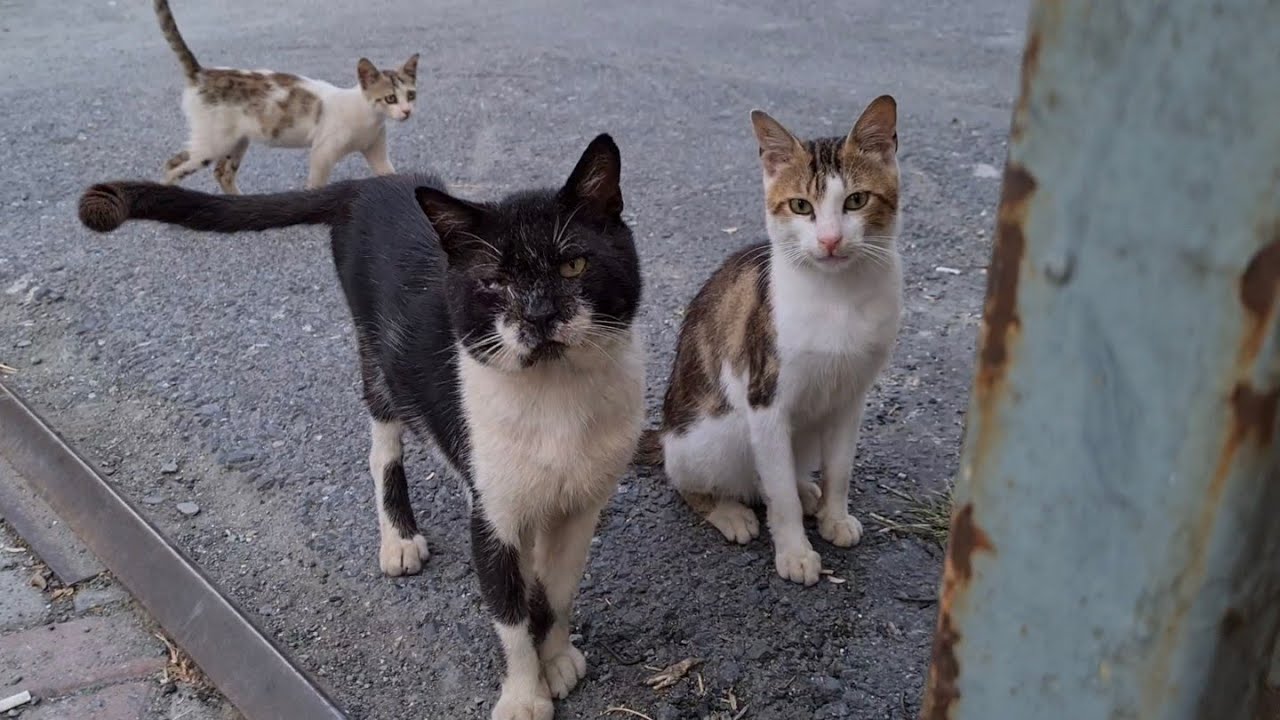 A group of hungry cats followed me because they knew I had food in my bag.