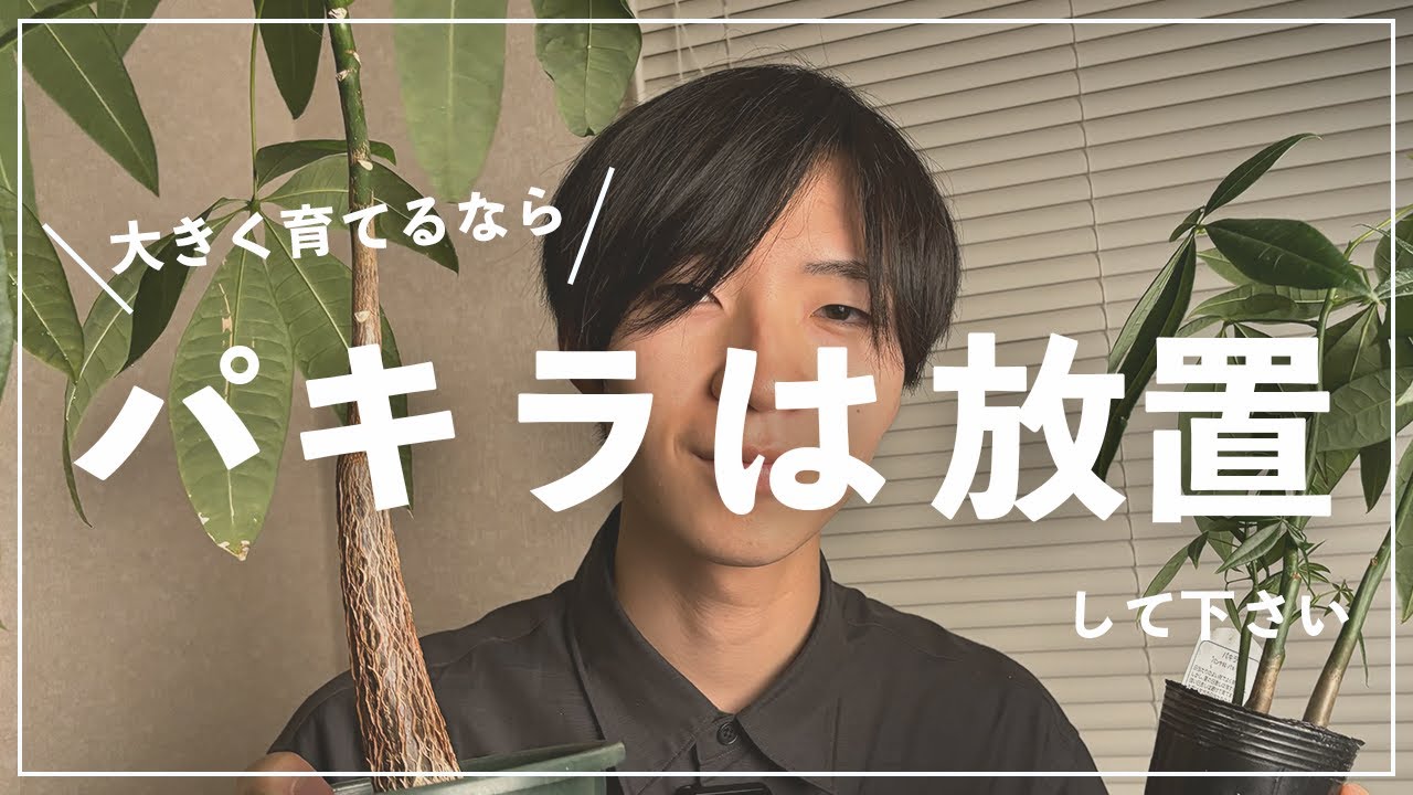 (初心者必見)パキラを大きくする育て方は、放置することです！【観葉植物】