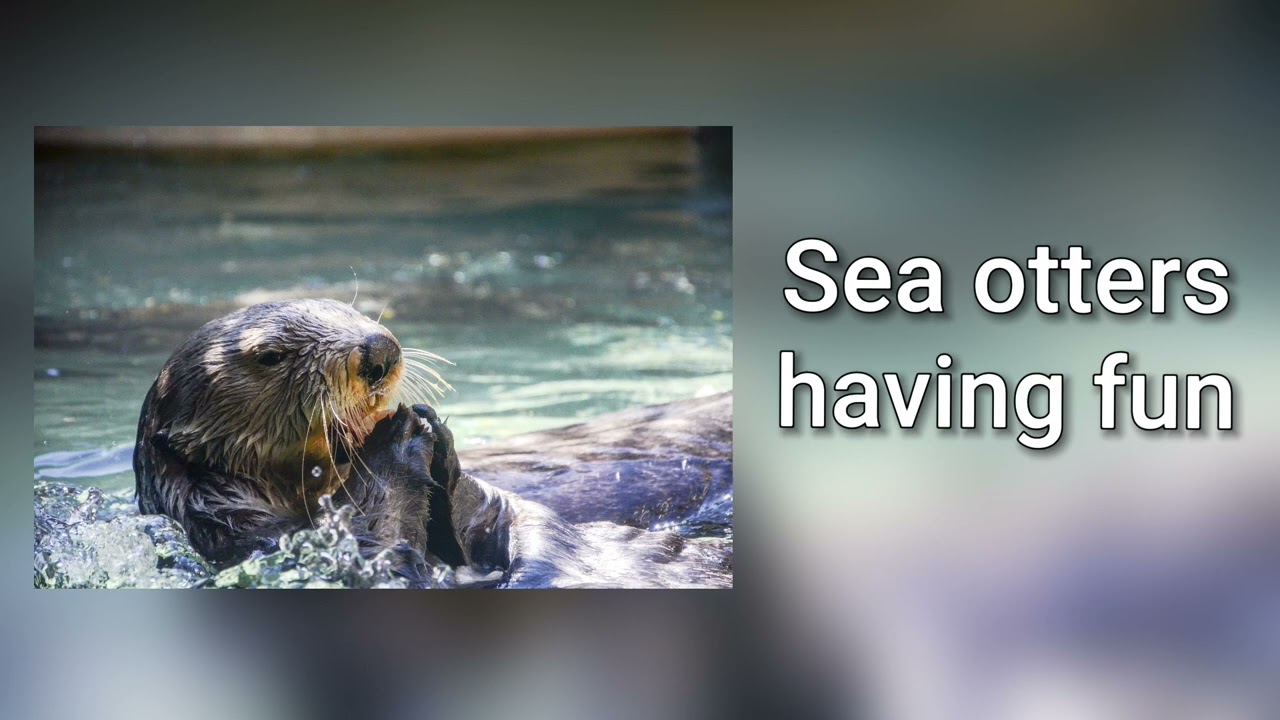 Sound of sea otters having fun