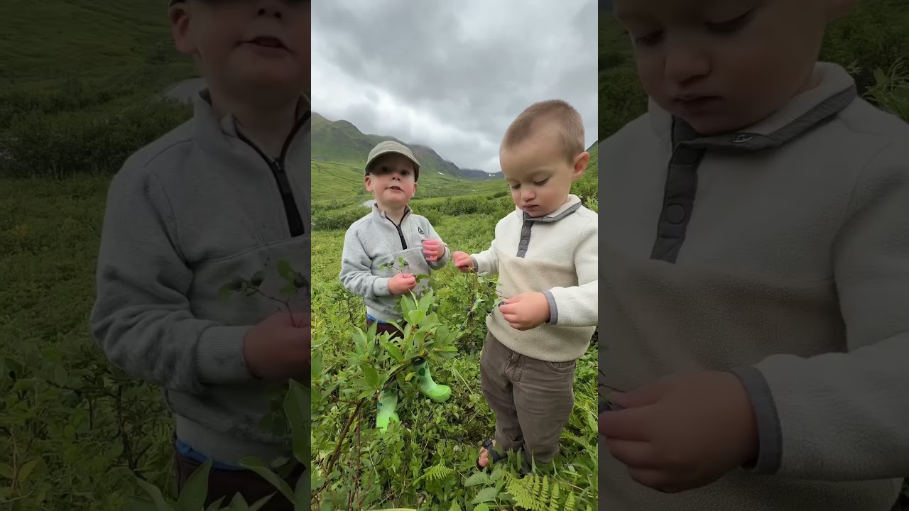 Berry picking #alaskaadventure #toddlermom #familyvlog #mountains #alaskalife #toddleractivities