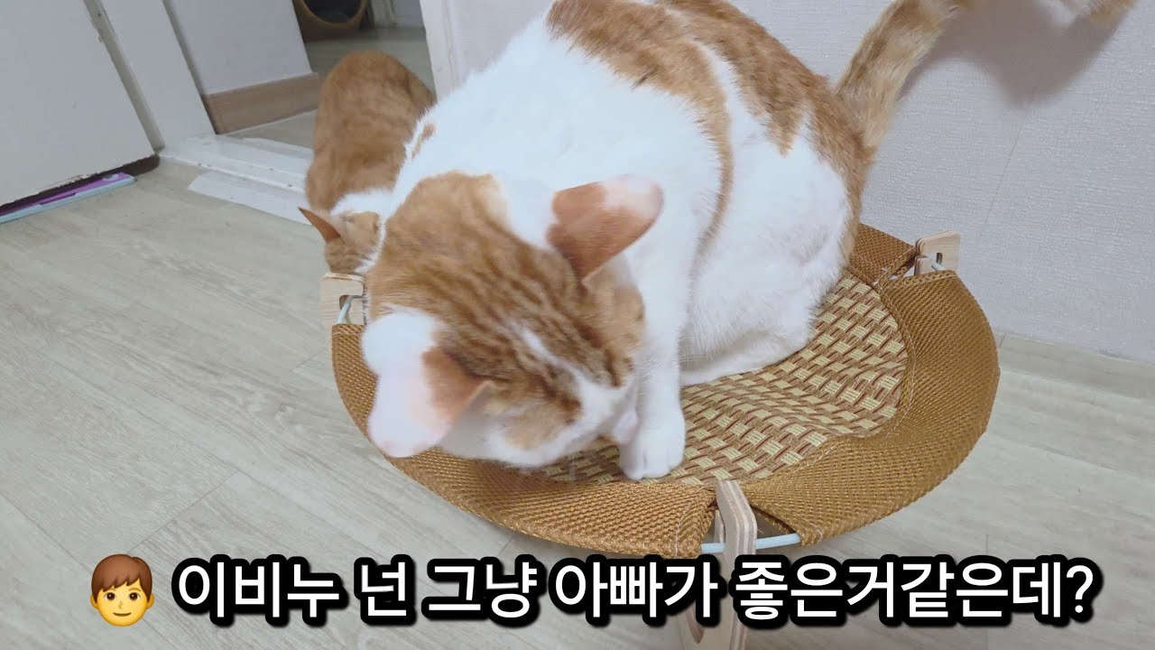 장난감보다 아빠가 좋은 고양이