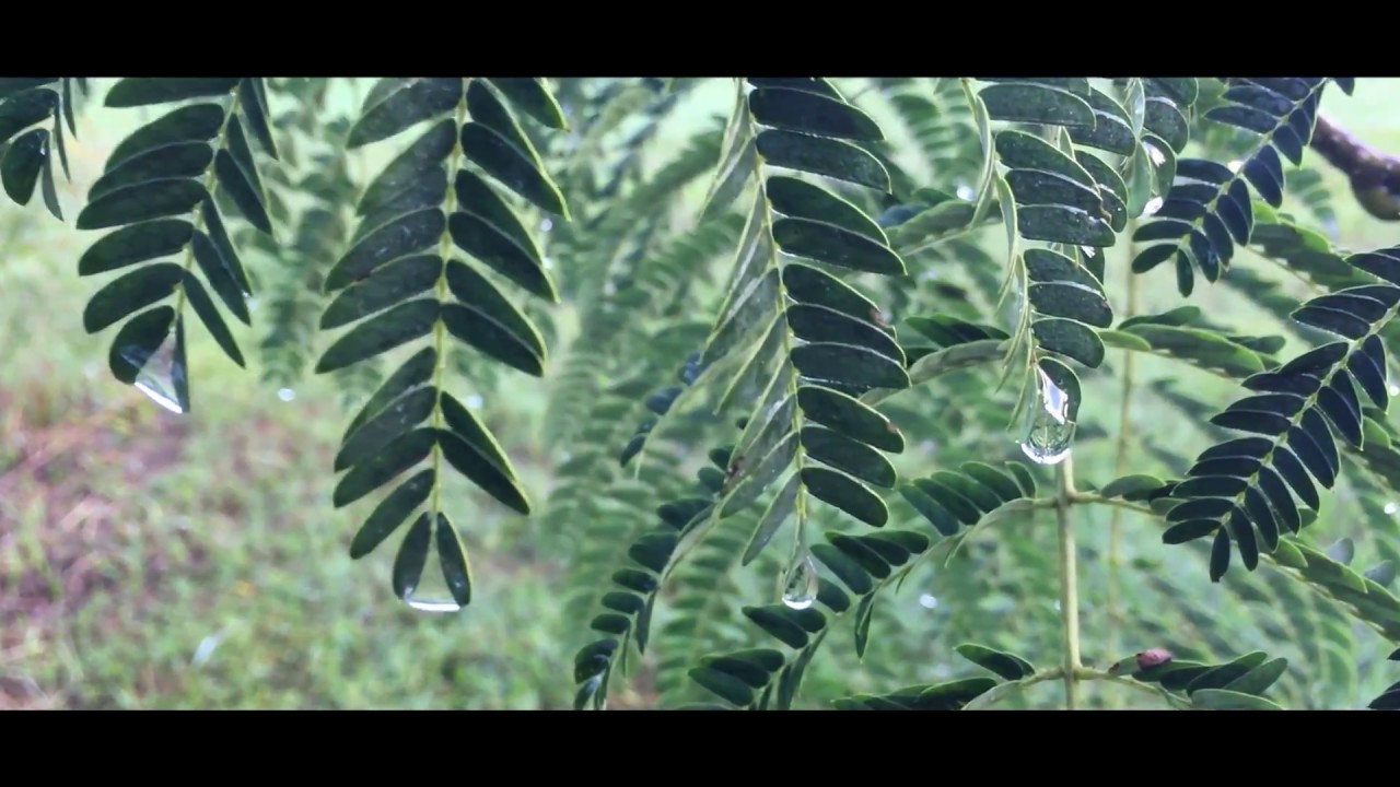No More Storms - Simple Christians