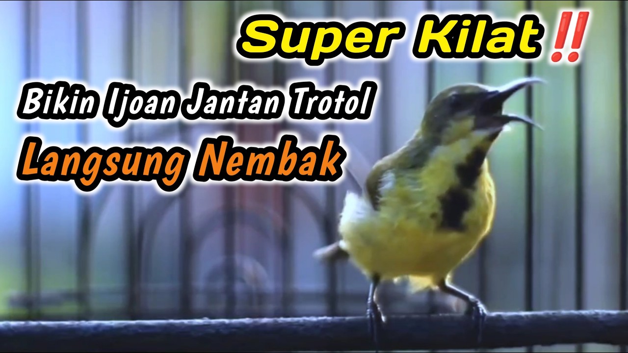CUIT CUIT CERRR PANCINGAN PENGGACOR SANGAT JITU UNTUK SEMUA SOGON‼️HITUNGAN DETIK LANGSUNG EMOSI