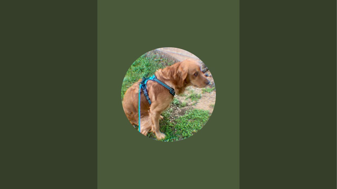 Floki’s World is live!