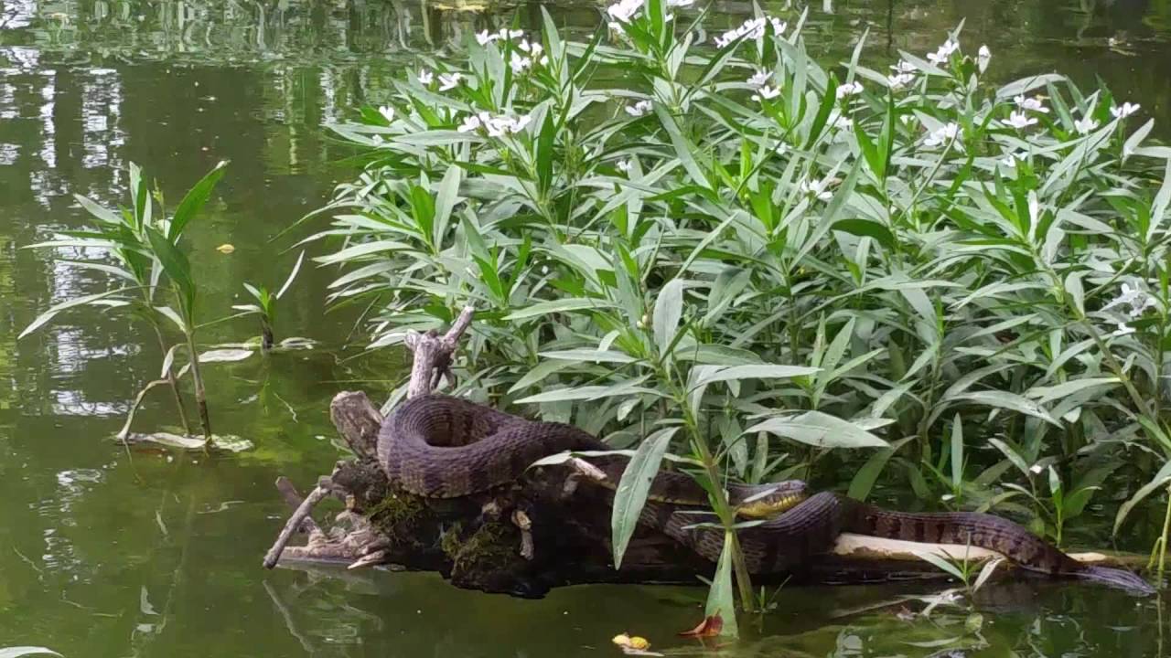 Cotton Mouth ~ Lesser Know Texas Snake