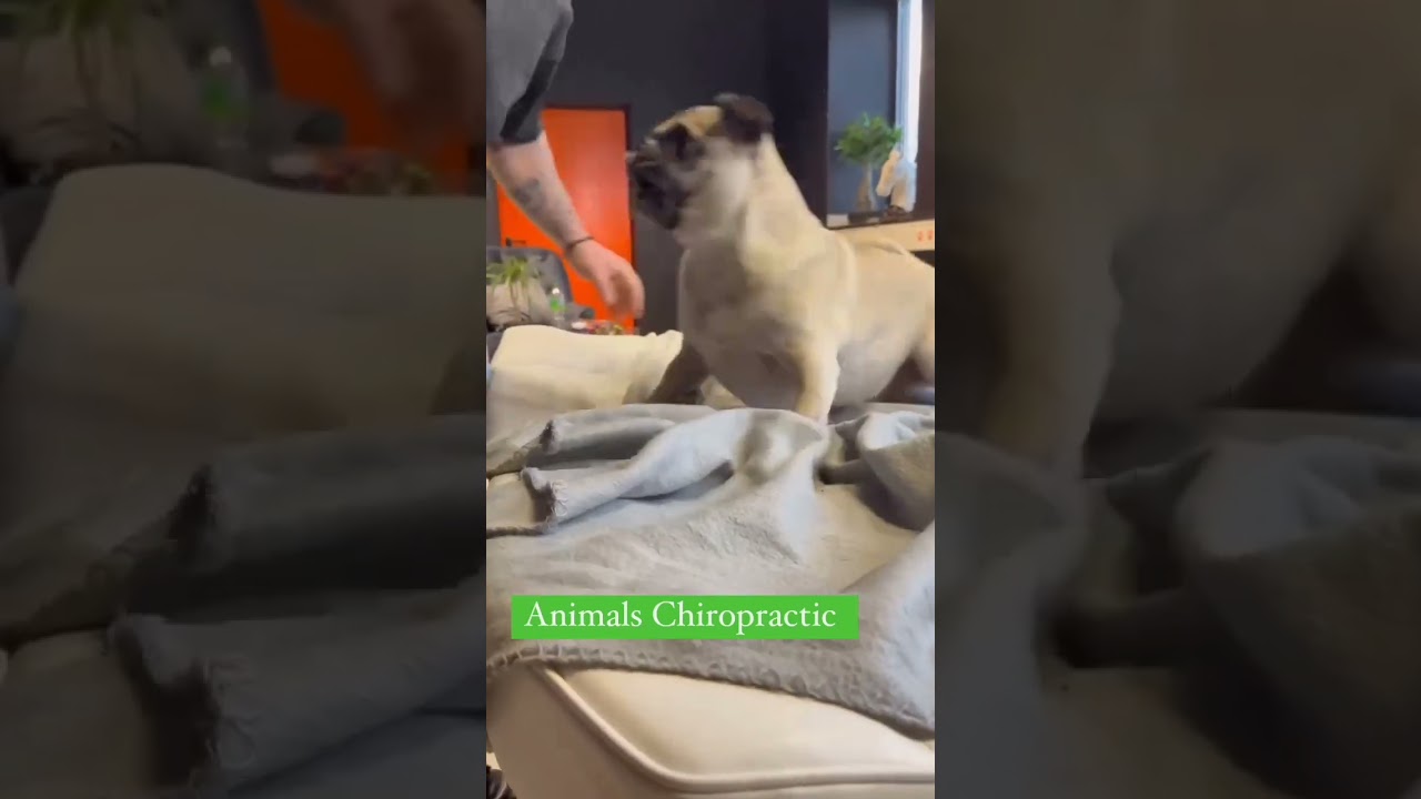 Animal chiropractic. Murat colak. 