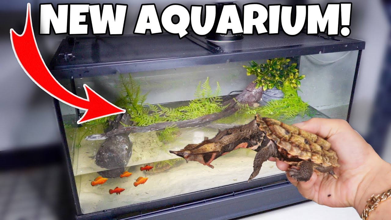 My *NEW* EXOTIC TURTLE TANK!!