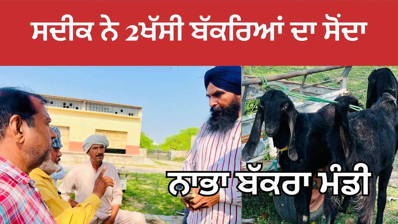 ਨਾਭਾ ਬੱਕਰਾ ਮੰਡੀ ਸਦੀਕ ਨੇ2ਖੱਸੀ ਬੱਕਰੇ ਲੈ ਦਿੱਤੇ#bakramandi #bakramandi #goat #goatfarming #cow #goatfar