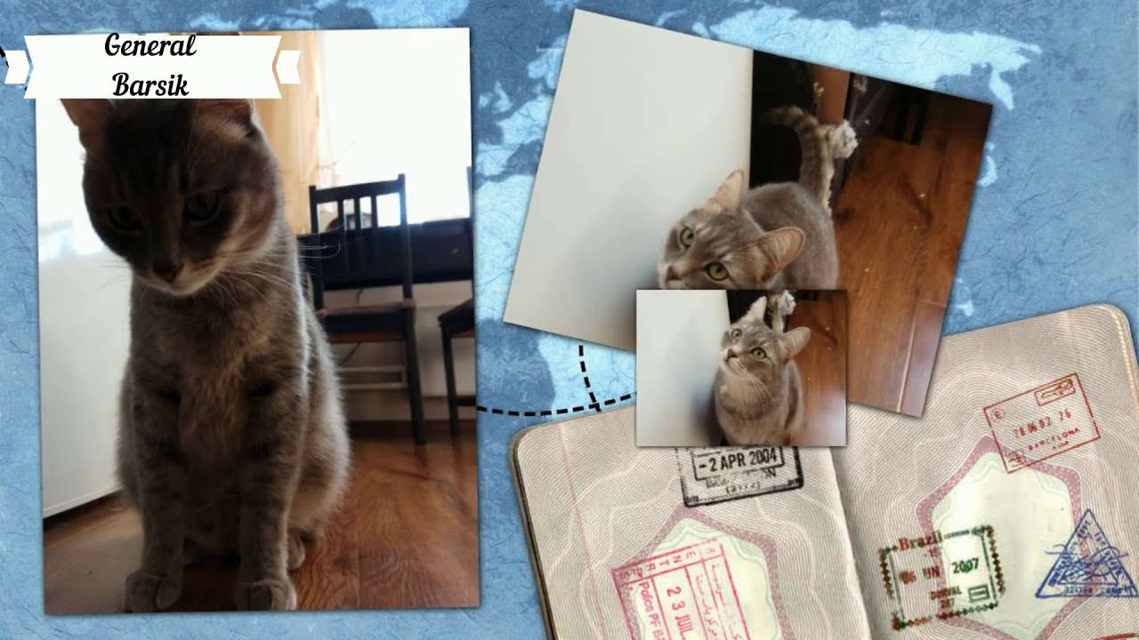 Jokes with cats\Funny cats\Best jokes with animals
