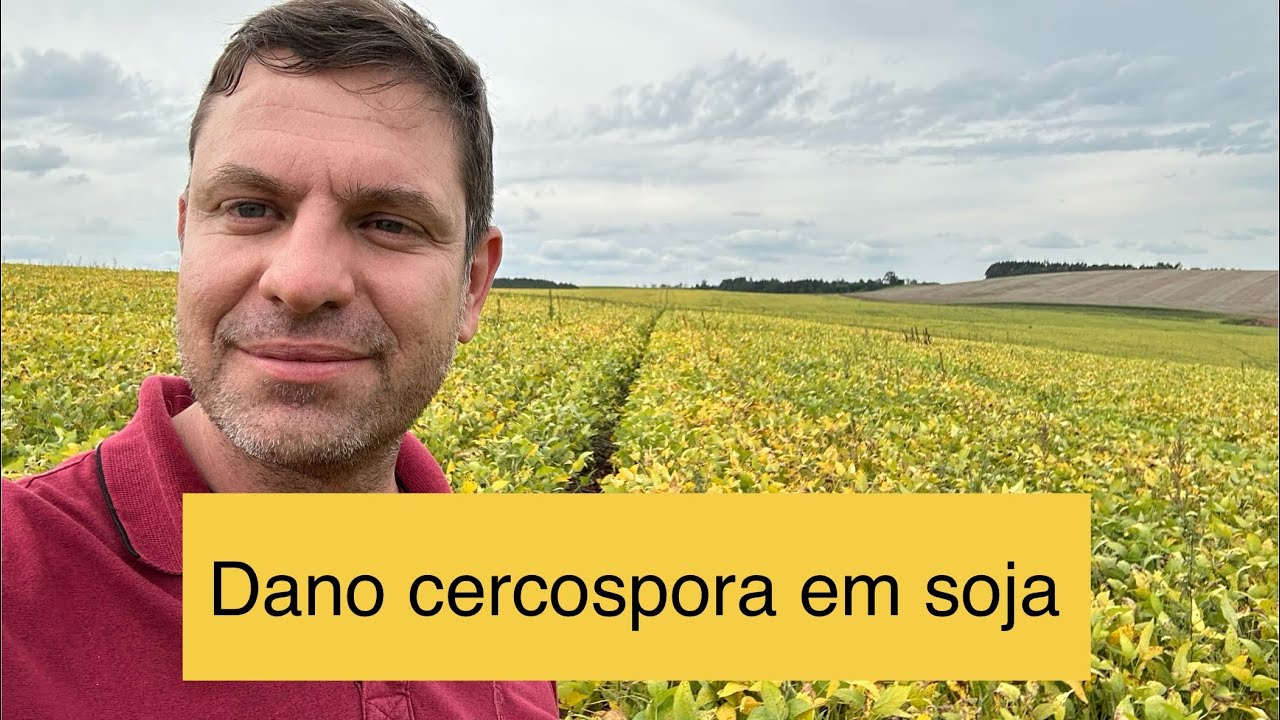 Dano de cercospora agravado por fito