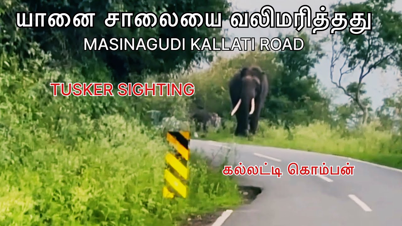 🔥Tusker Stopping Vehicles | OOTY Kallati Road @SimbaaVlogs