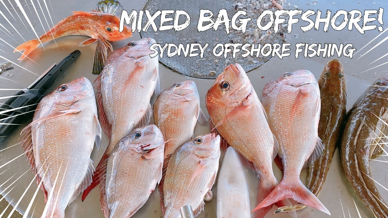 #20  (ENG SUB) MIXED BAG OFFSHORE! BIG SNAPPER TO KINGFISH - WHAT A DAY!!