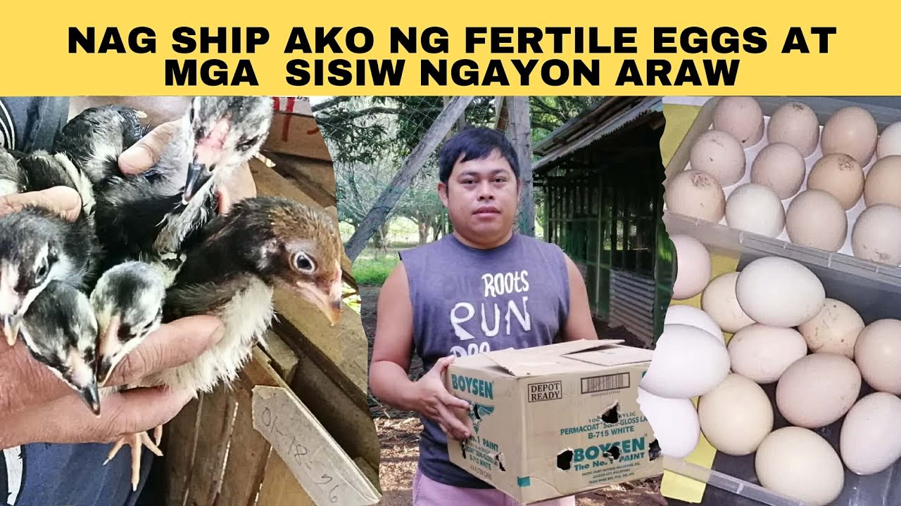 Nag ship ako ng fertile eggs at mga sisiw ngayong araw