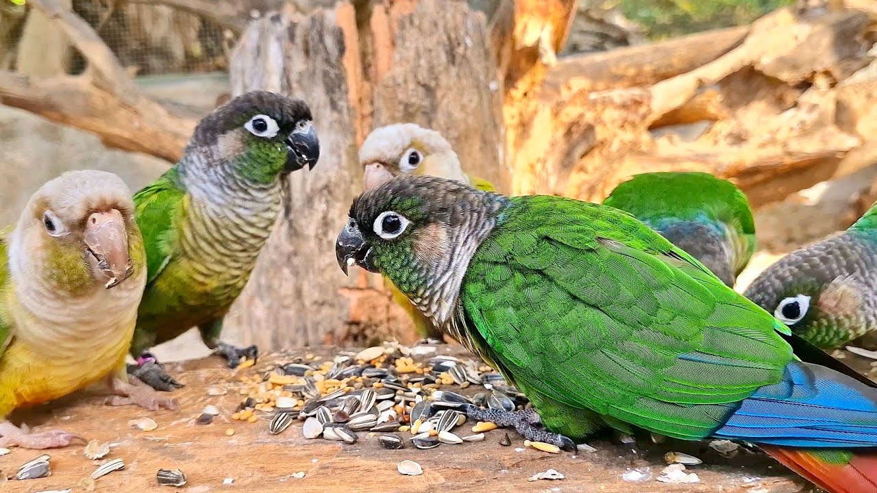 GREEN CHEEK CONURE : Watching videos of beautiful birds brings happiness every day.