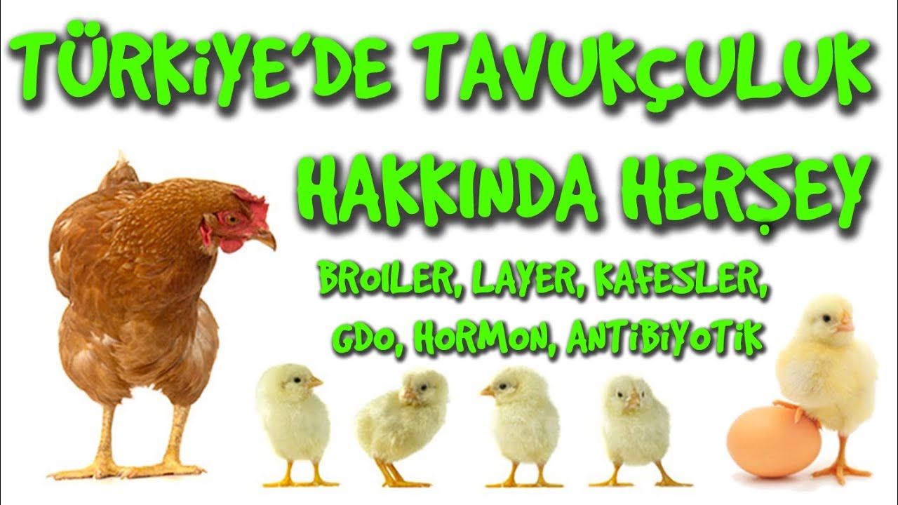 TÜRKİYE'DE TAVUKÇULUK ve YUMURTACILIK Kafesler, GDO, Hormon, Broiler, Layer | #2 Hayvansal Beslenme