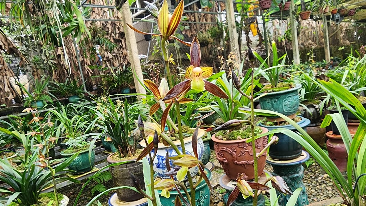GL VỚI CÁC CỤ MẶT BÔNG ĐẸP : 0396654888