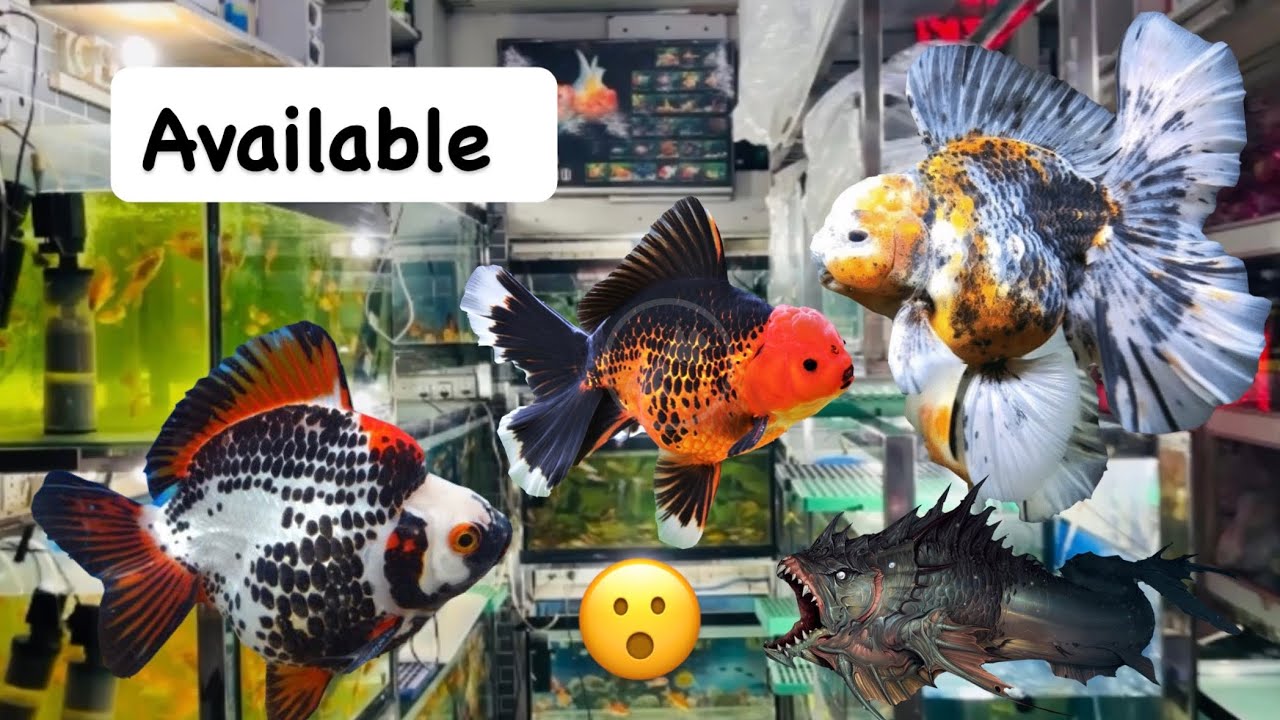 Important fish stock available baba fish aquarium kota