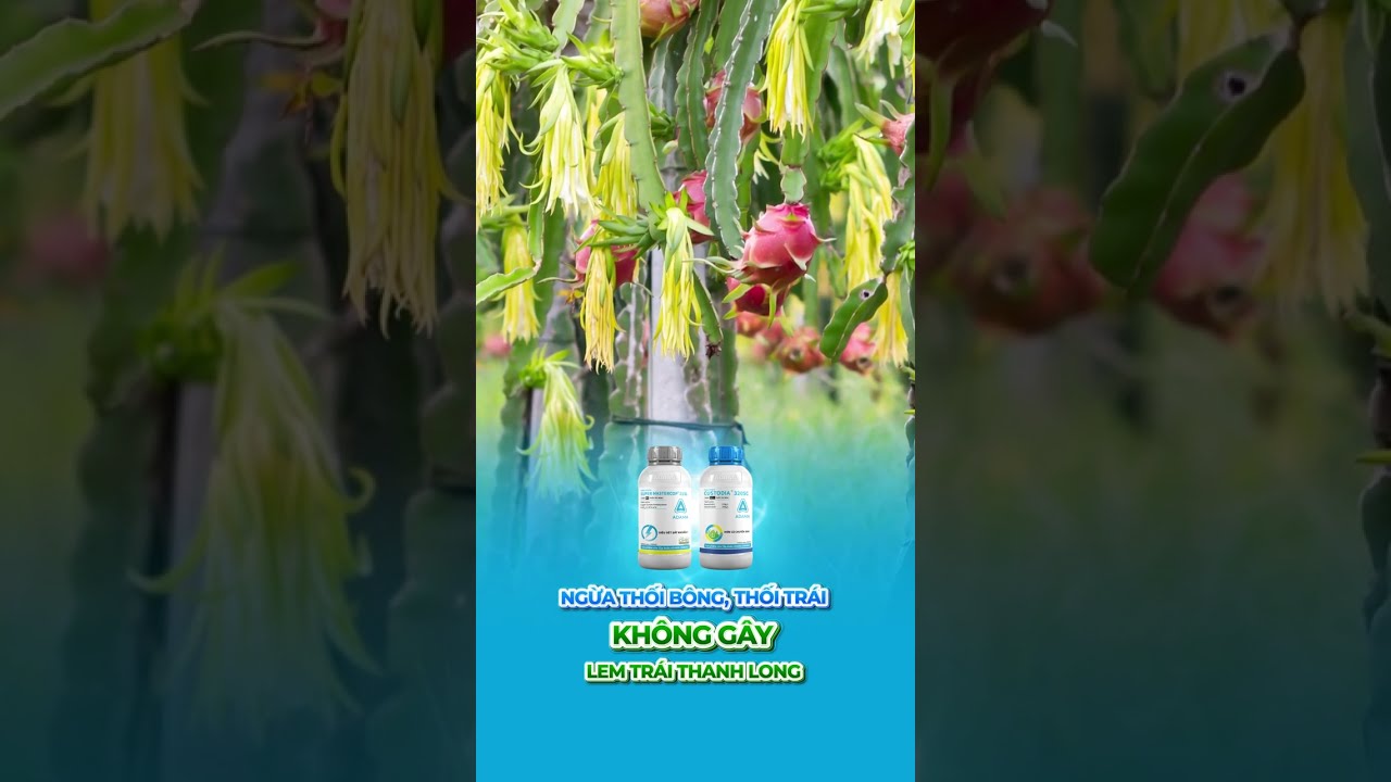 🌟 𝐂𝐔𝐒𝐓𝐎𝐃𝐈𝐀&reg;️ 𝟑𝟐𝟎𝐒𝐂 & 𝐒𝐔𝐏𝐄𝐑 𝐌𝐀𝐒𝐓𝐄𝐑𝐂𝐎𝐏&reg;️ 𝟐𝟏𝐒𝐋&ndash;NGỪA THỐI B&Ocirc;NG, THỐI TR&Aacute;I, KH&Ocirc;NG G&Acirc;Y LEM TR&Aacute;I THANH LONG