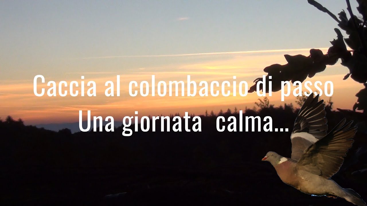 Caccia al colombaccio  Giornata calma