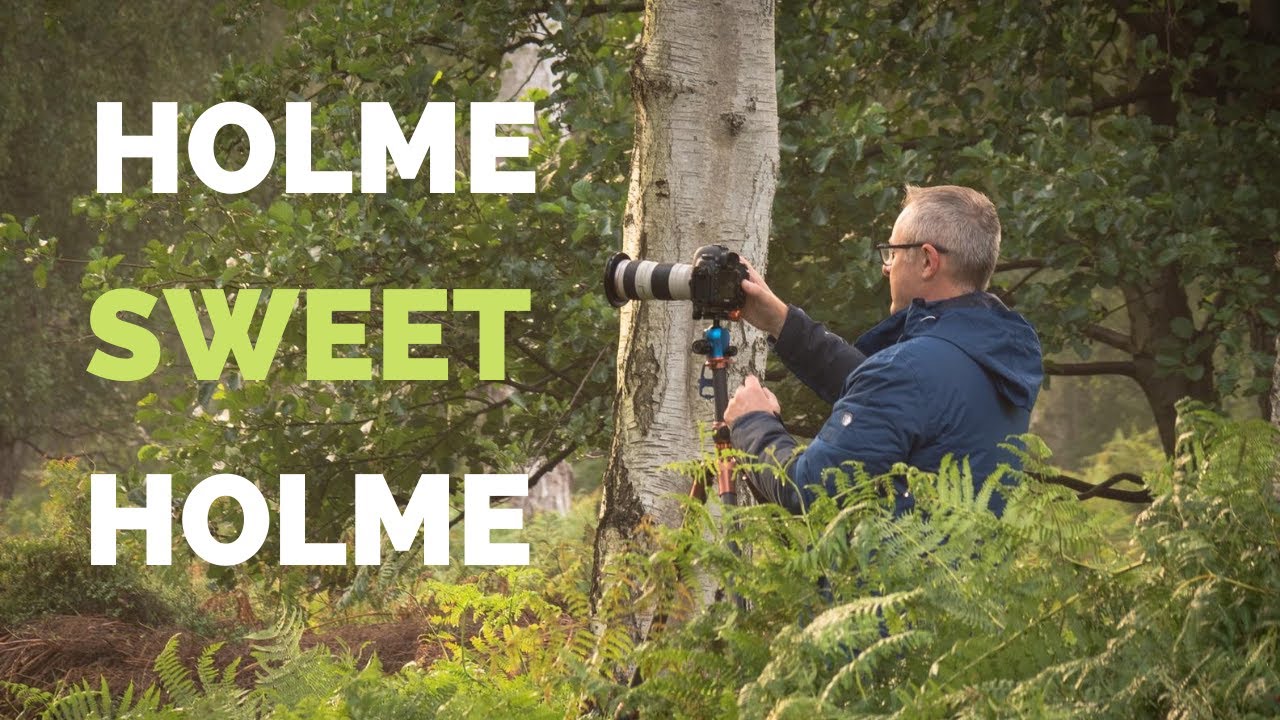 Woodland Photography : Back 'Holme' again in the Silver Birch