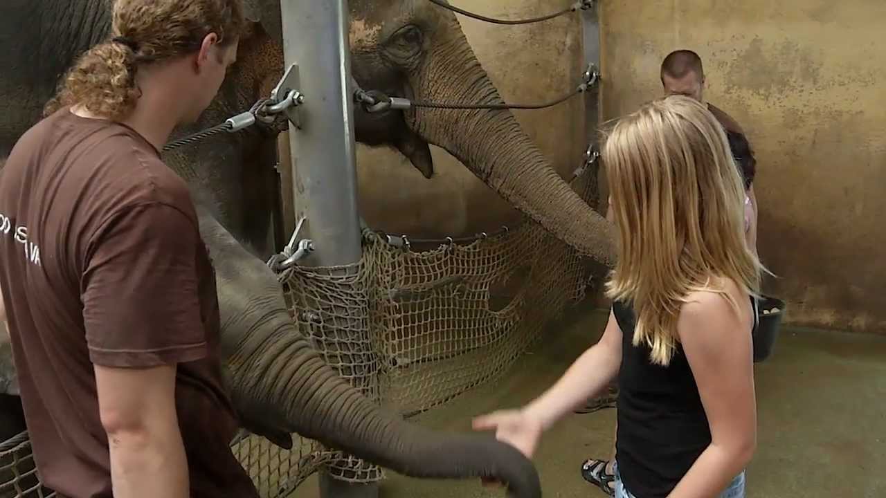 Zážitkové programy se slony v Zoo Ostrava