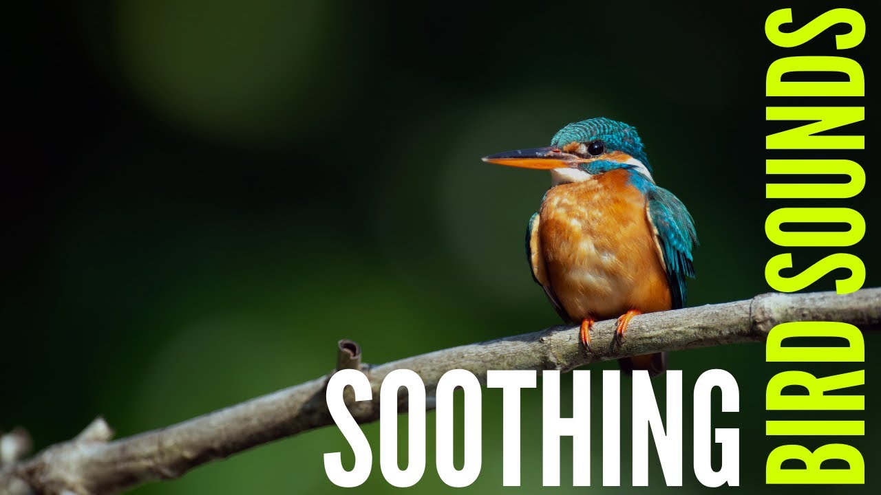 Morning Bird Meditation Sounds Short (MUSIC FOR STRESS RELIEF) | nature sounds