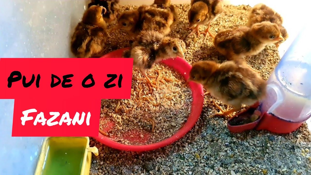 Pui de o zi...O noua serie de fazani