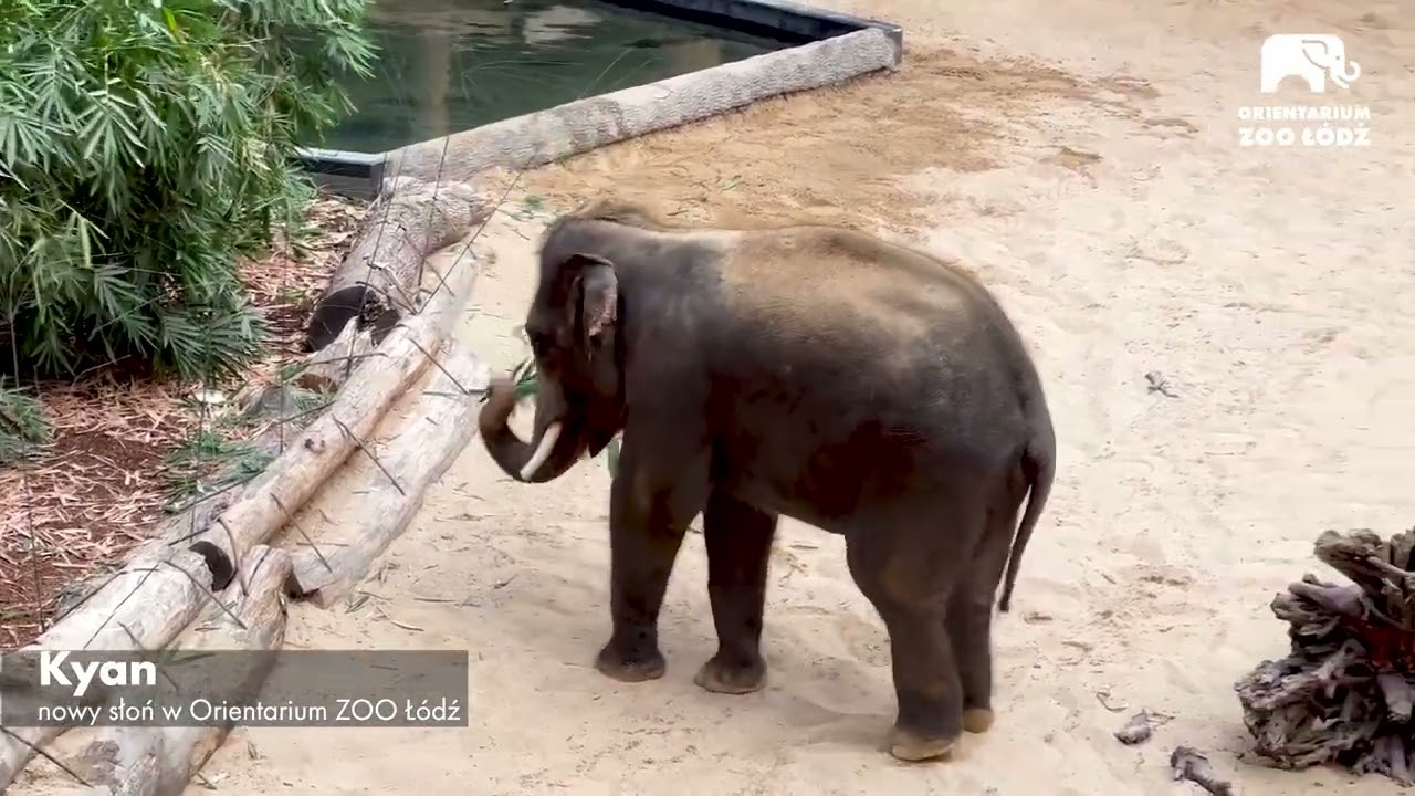 Kyan, syn Alexa. Oto nowy słoń w Orientarium ZOO Łódź
