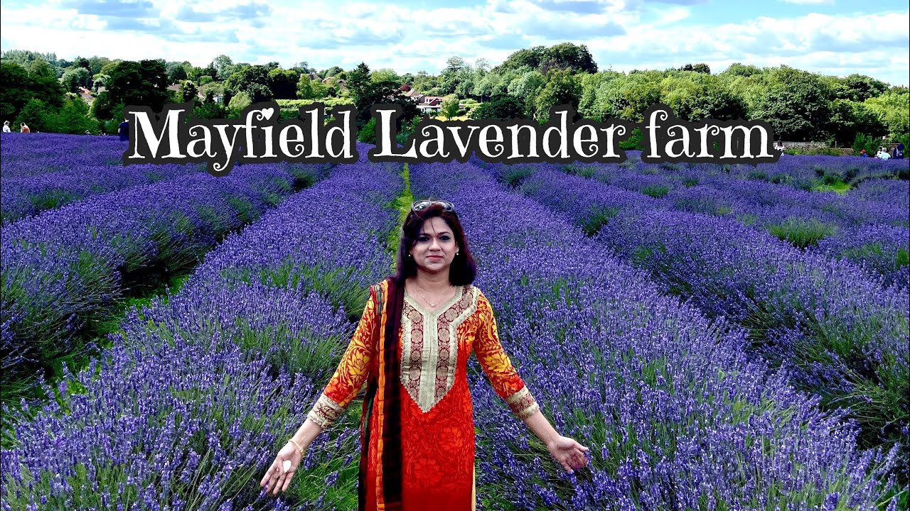 Mayfield Lavender Farm England