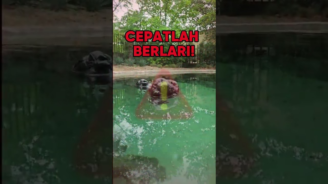 Hati-Hati! Batu Ini Bisa Gigit! 🐊⚠️#buaya #batu #reptil #peringatan #danau #safetytips #binatangliar