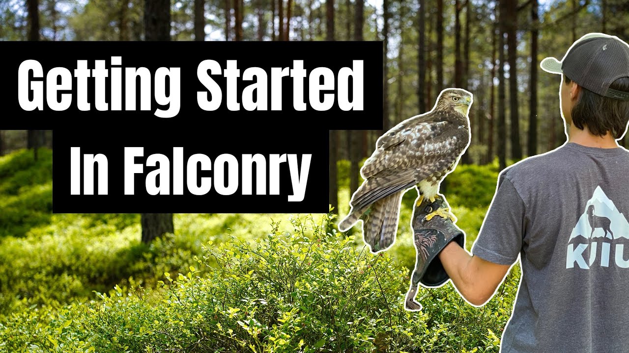 Getting Started in Falconry; In Depth