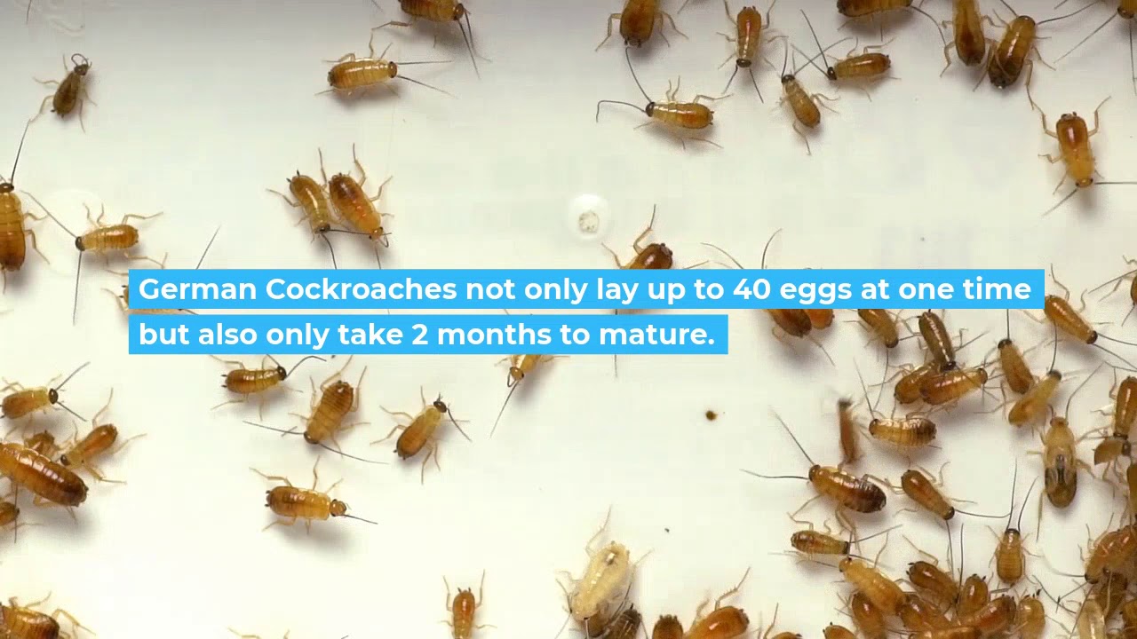 Diamond Dog Pest Control ( Cockroaches)