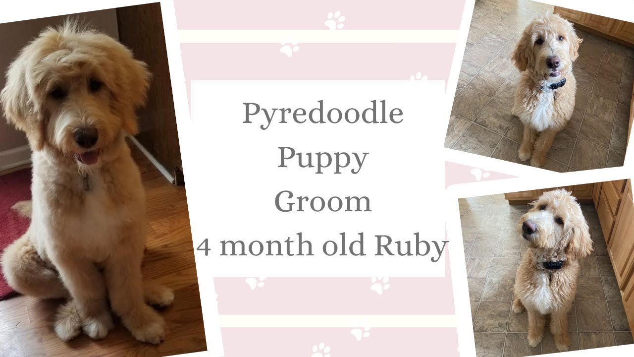 Cat's Canines ~ Pyredoodle puppy groom ~ 4 Month old Ruby